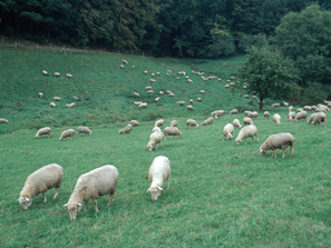 Weidende Schafe, Foto: © BLE/ Bonn, Thomas Stephan