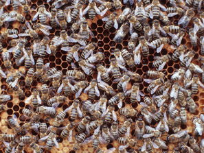 Honigbienen auf Wabe, Foto: © BLE/ Bonn, Thomas Stephan