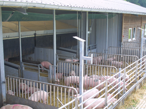 Mastschweine im Auslauf, Foto: Dr. Karl Kempkens, LWK NRW