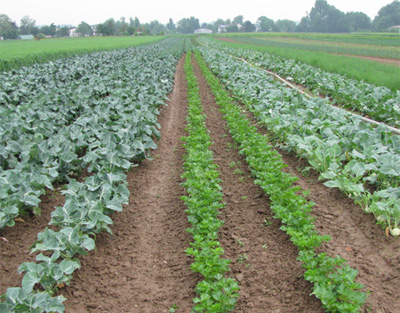 Bio-Gemüseanbau, Blick auf verschiedene Gemüsekulturen in Reihen angebaut.