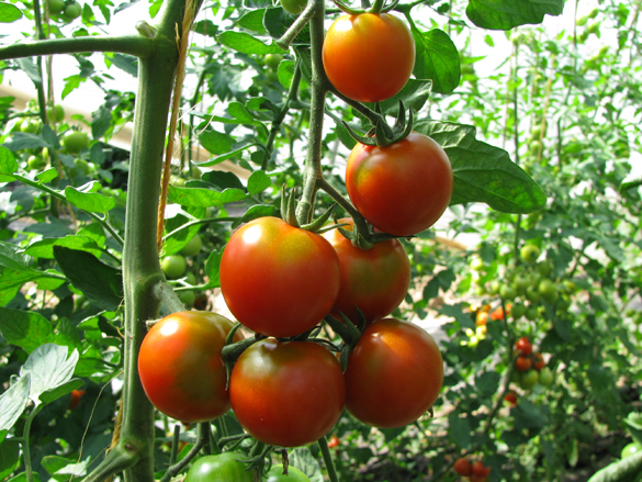 Tomatenrispe an Pflanze im Gewächshaus, Foto: Ute Schepl, LWK NRW