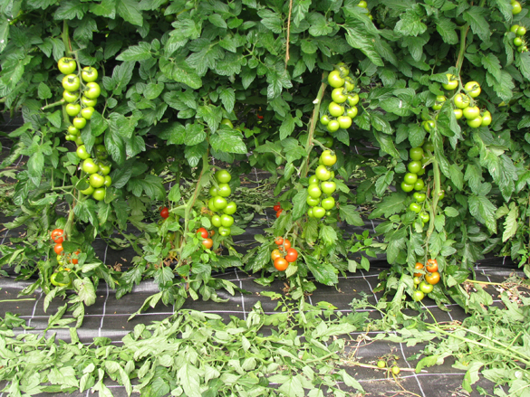 Unter-Glasanbau von Tomaten, Rispentomaten noch grün