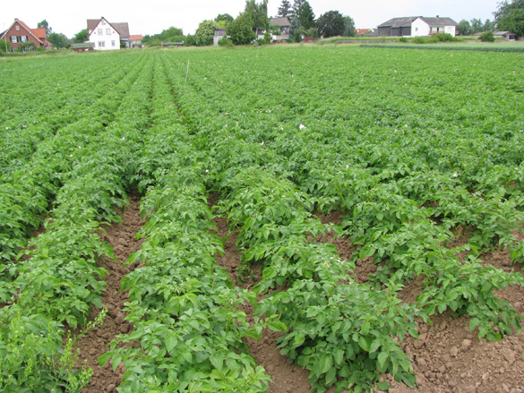 Kartoffelnbestand Ende Mai, Foto: Ute Schepl, LWK NRW