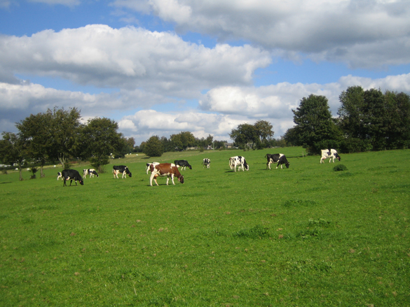 Milchviehherde auf der Weide, Foto: Dr. Gudrun Plesch
