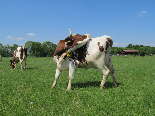 Milchkühe auf der Weide, Foto: Anne Verhoeven, LWK NRW