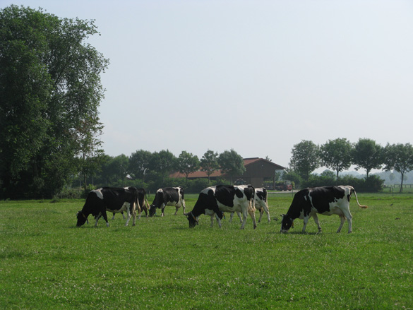 Schwarzbunte Milchkühe auf der Sommerweide 