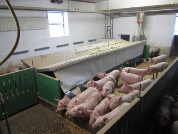 Schweinemaststall mit verschiedenen Klimazonen, Foto: Christian Wucherpfennig, LWK NRW