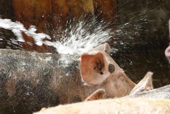 Schwein sucht Abkühlung im Wasserstrahl