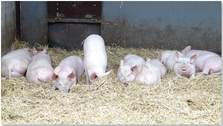 Bei dem milden Wetter fühlen sich die Schweine im Auslauf, auf Stroh liegend, sichtlich wohl. 