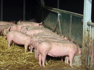 Schweinefüfferung am Langtrog, Foto: Christian Wucherpfennig, LWK NRW