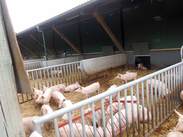 Bio-Schweine im eingestreuten Auslauf, Foto: Ulrike Westenhorst, LWK NRW 