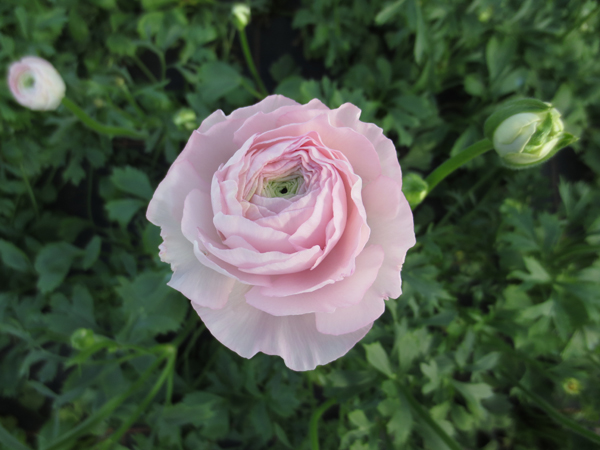 Rosafarbene Blüte einer Schnittranunkeln