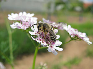 Biene auf Blüte, Foto: Ute Schepl, LWK NRW