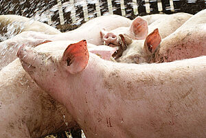 Schweine werden mit Wasser bespritzt. 