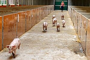 Einer von vielen Schweinehaltungsbetrieben im Münsterland. Foto: Münsterland e.V.