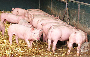 Mastschweine fressend am Längstrog, Foto: Christian Wucherpfennig, LWK NRW