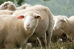 Schafe in der Dingdener Heide