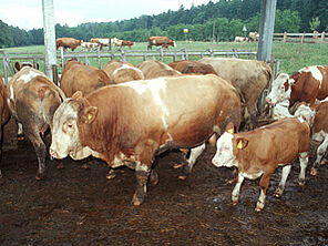 Fleischrinder, Mutterkühe mit Kälbern im Außenbereich