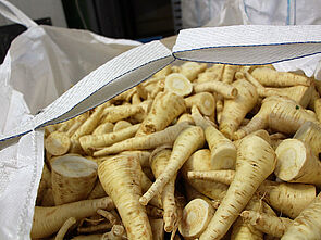 Pastinaken im Bigbale für die Chipsindustrie. Foto: Sabine Aldenhoff
