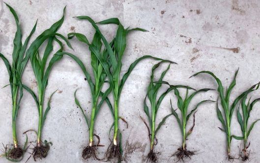 Düngungseffekte durch P-Rezyklate auf das Wachstum bei jungen Maispflanzen