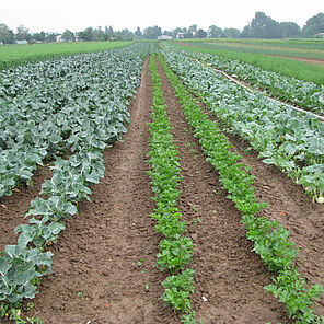 Bio-Gemüseanbau, Blick auf Reihen verschiedener Gemüsekulturen 