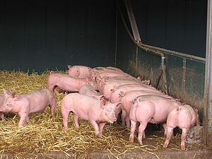 Bio-Mastschweine am Langtrog fressend, Foto: Christian Wucherpfennig, LWK NRW