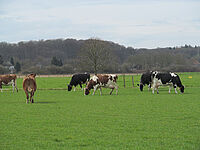 Kühe auf der Weide, Foto: Anne Verhoeven, LWK NRW