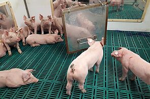 Spiegelspielzeug für Schweine