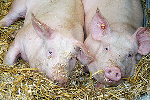 Zwei Bio-Schweine liegen auf Stroh, Foto: LWK NRW