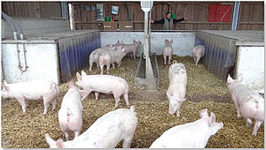 Am Langtrog kann auch das einzelne Schwein gezielt rationiert gefüttert werden.