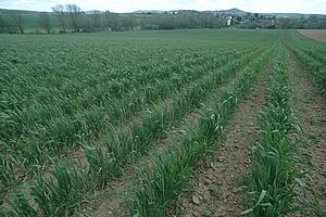 Weizenfeld, Weizen kniehoch und Reihen noch klar erkennbar 
