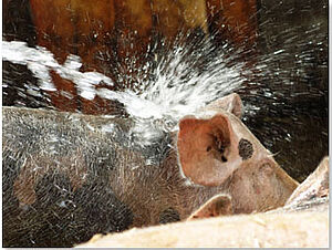 Schwein kühlt sich unter Wasserstrahl ab