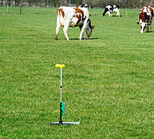 Zweimal wöchentlich wurden mittels Herbometer die Wuchshöhen erfasst. Im Hintergrund sind weidende Kühe zu sehen. Foto: Anne Verhoeven, LWK NRW