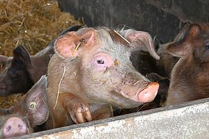 Robuste Schweinerassen für die Fleischvermarktung