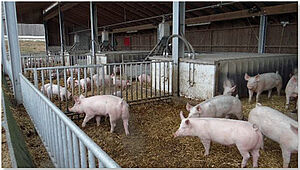 Maststall für Bio-Schweine mit Stroh eingestreut