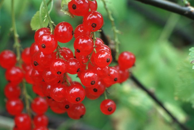 Johannisbeeren, einzelne Früchter erkennbar, noch am Strauch hängend