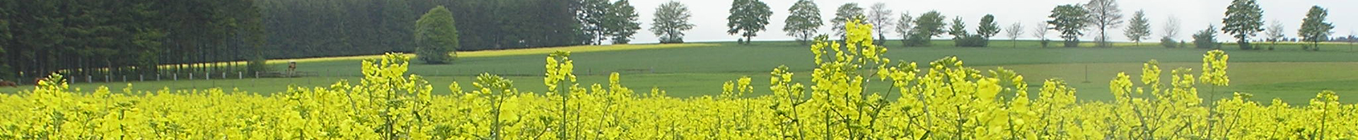 Rapsfeld im Vordergrund, im Hindergrund weitere Agrarflächen