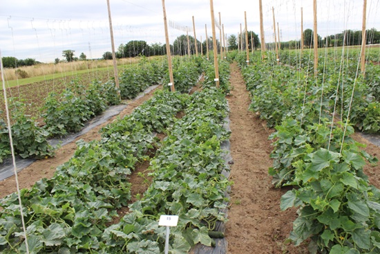 Anbau von Slicer-Gurken (Land-Gurken) im Freiland im Versuchszentrum Gartenbau Straelen/Köln-Auweiler