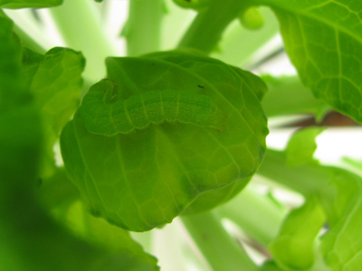 Raupe auf Gemüseblatt