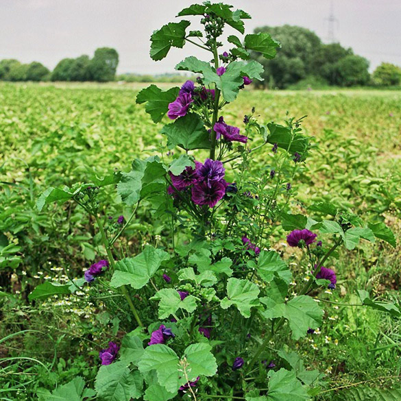 Blühende Futtermalve