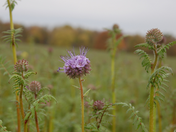 Phacelia