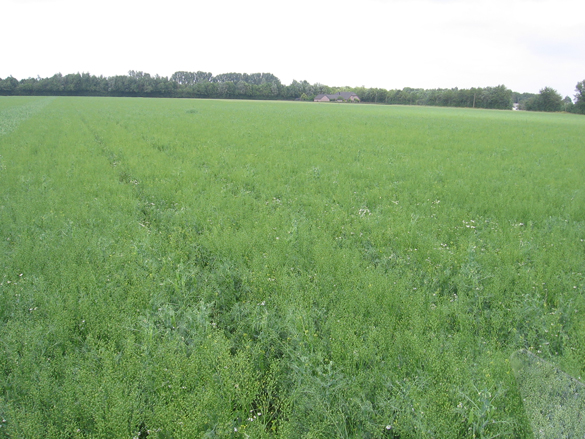 Erbsen mit Leindotter, Foto: Christian Wucherpfennig, LWK NRW