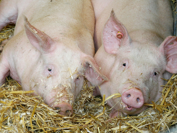 Zwei Ferkel auf Stroh liegend