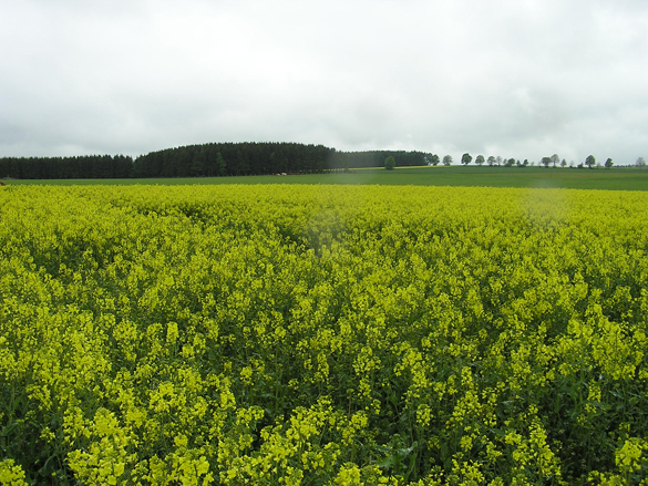 Blühender Raps, Foto: Andreas Paffrath, LWK NRW