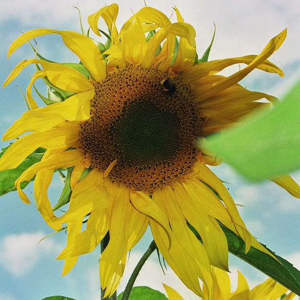 Blühende Sonnenblume