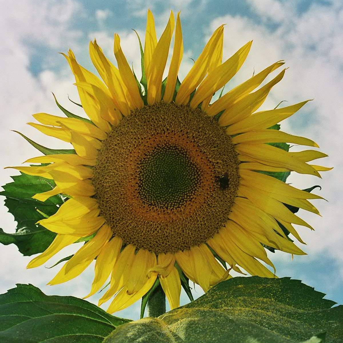Blühende Sonnenblume