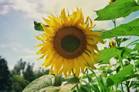 Blühende Sonnenblume