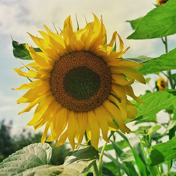 Blühende Sonnenblume