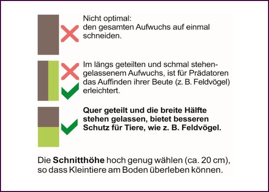 Um die ökologische Wertigkeit zu erhöhen, ist es zu empfehlen, mehrjährige Streifen gestaffelt zu mähen oder zu mulchen und somit über den Winter Teilbereiche stehen zu lassen.