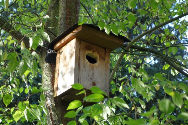 Nisthilfe für Buntspecht